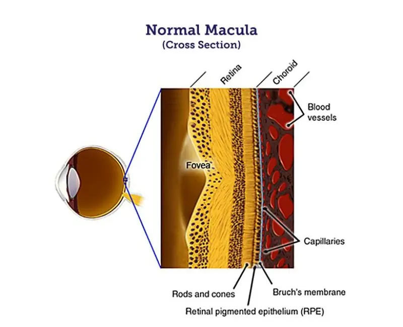 عملکرد ماکولا در حالت نرمال